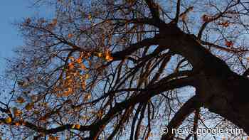 Partij voor de Dieren wil weten hoe groen Eindhoven is nu de aarde ... - Studio040