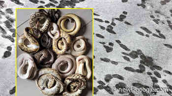 Schlangen in Rheinland-Pfalz ausgesetzt: 14 Königspythons erfroren - Merkur.de