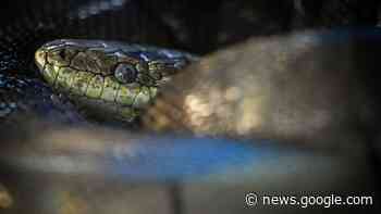 Bei Altkleidercontainer: Zahlreiche tote Schlangen nahe Trier entdeckt - t-online