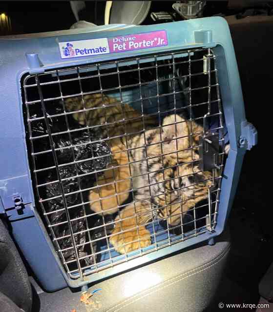 Feds investigate larger potential exotic animal smuggling ring