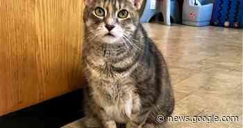 Feline help: Cape Breton youth centre's Comfort Kitties in jeopardy - Saltwire