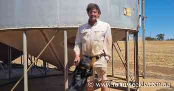 Brumby wheat strides ahead