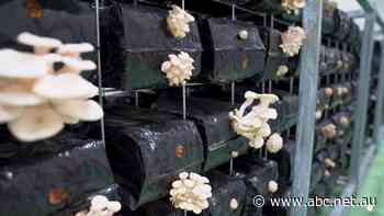 Holden hub becomes mushroom plant, with 'strong growth' expected