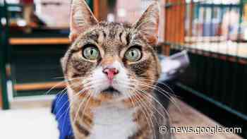 Chase – Raubkatze in Teilzeit - Tiere suchen ein Zuhause ... - WDR