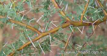 'World-first' prickly acacia weapon approved for Australia