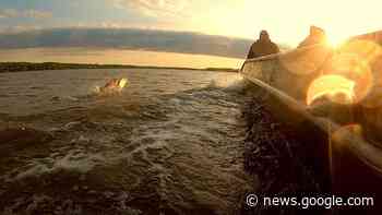 A New Name for Asian Carp to Protect the Great Lakes - CSRwire.com