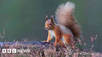 Blueprint to reverse nature's decline revealed