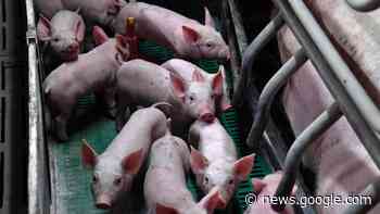 Hazebrouck : une formation pour se préparer au métier d'agent d ... - La Voix du Nord