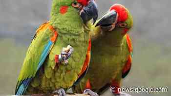 Ara ist Zootier des Jahres 2023 | Reise - Thüringer Allgemeine