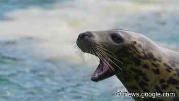 Neue Ausstellung in der Seehundstation Friedrichskoog | Reise - Thüringer Allgemeine