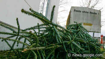 Alle Jahre wieder: Poing holt Weihnachtsbäume ab - Merkur.de