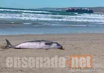 Se varó un cachalote pigmeo en las playas de Ensenada - Ensenada.net