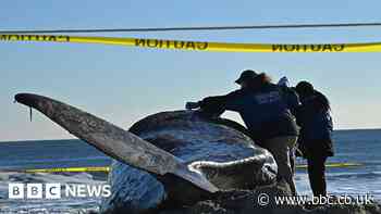 Another whale mysteriously washes ashore on US East Coast