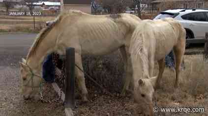 Previous owner of malnourished horses facing charges