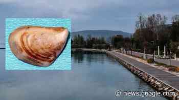 Mollusco killer nel lago di Garda: cos'è, da dove viene, rischi e come ... - IL GIORNO