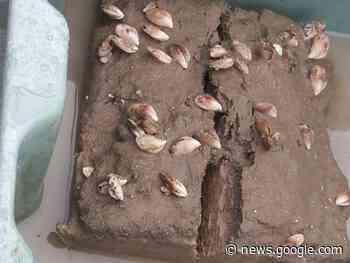 Un "mollusco killer" infesta il lago di Garda: ecco cosa succede - ilGiornale.it