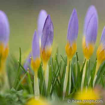 Deutlich zu mild - Januar wie ein März - radioberg.de