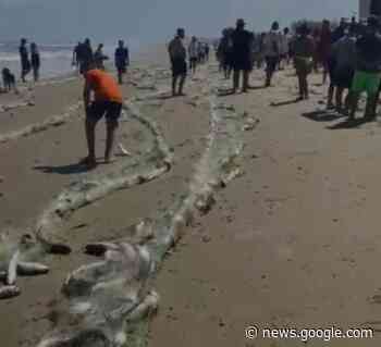 Pescadores capturam mais de 3 toneladas de peixe em Campo ... - Sul In Foco