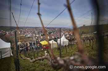 Winterweinweg in Kernen: Die Besucher strömen in die Weinberge - Stuttgarter Zeitung