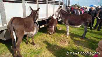 MANDURIA - Stanziati 5mila euro per la Fiera degli Animali, che si ... - ManduriaOggi