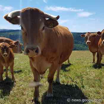 Blauzungenkrankheit bei Tieren betrifft auch den Kreis - radioeuskirchen.de