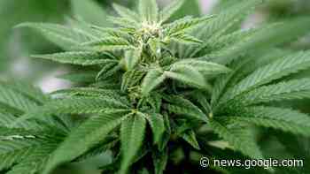 Drogendealer betreibt in Trossingen schwunghaften Handel mit ... - Schwäbische