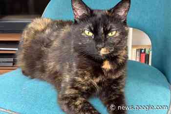 RSPCA Wimbledon, Wandsworth and Sutton: Cat looking for forever ... - Wandsworth Guardian