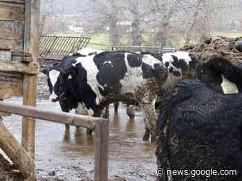 BC SPCA seizes 129 neglected cattle from Cawston property ... - Castanet.net