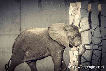 Anil Dash on Mastodon Joining Fastly's Open Source Program - The New Stack