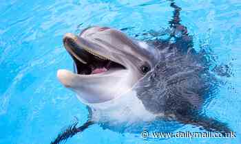 Dolphins are a true fisherman's friend! Beloved mammals herd shoals of fish into trawler crew nets