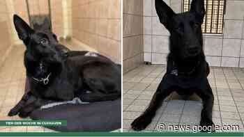 Tier der Woche in Cuxhaven: Prachtkerl Vegas ist ein echtes ... - Cuxhavener Nachrichten / Niederelbe-Zeitung