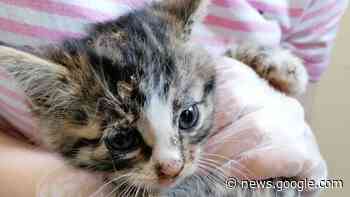 Neues aus dem Tierheim Cuxhaven: 30 Katzenbabys innerhalb ... - Cuxhavener Nachrichten / Niederelbe-Zeitung