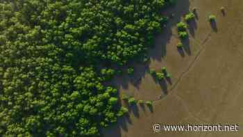 Green Claims: Was bei "klimaneutral"-Werbung zu beachten ist