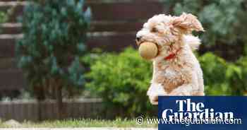 Running with the pack: why your dog needs exercise buddies