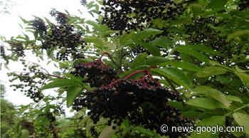 Tentoonstelling 'Ontstaan landschap van het eiland IJsselmonde' - Albrandswaardsdagblad