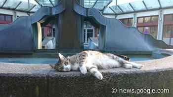 Traurige Gesichter in der Löherstraße: Kult-Kater Eik ist gestorben - Fuldaer Zeitung