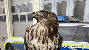 Fulda: Einsatz auf der A7: Polizei rettet verletzten Mäusebussard - BILD