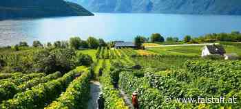 Wein aus Skandinavien: Das Gute liegt so nördlich