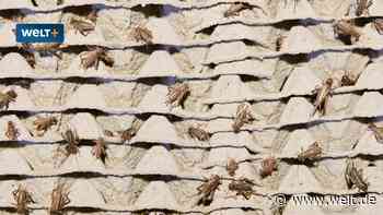 Insekten essen für den Klimaschutz