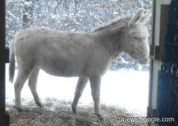 Zoologisch-botanische Führungen im Tierpark Röhrensee ... - Stadt Bayreuth