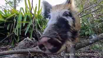 PORKY PEST: Stray Hog Wreaking Havoc on SW Florida Neighborhood Since Ian