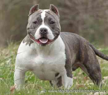 Blackburn girl bitten by out of control pocket bully dog
