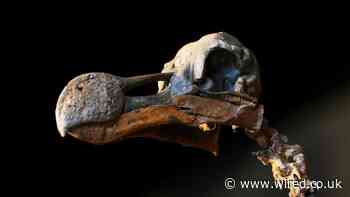 Why Bother Bringing Back the Dodo?