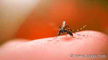 Saúde 'bloqueia' a dengue em Guarapuava, mas no PR casos ... - Portal RSN