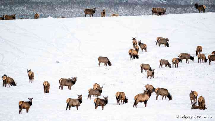 Nature Conservancy of Canada purchases land for protection in southern Alberta