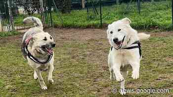 Enpa Monza, appello per il cane Ron: adozione del cuore per lui - Il Cittadino di Monza e Brianza