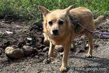 Cagnolina salvata dalle bombe in Ucraina smarrita a Monza ... - greenMe.it