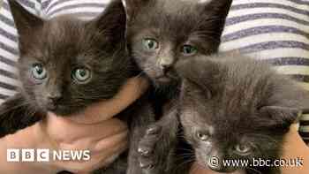 Bristol rescue offering free neutering for black cats