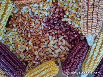 Festival Milhos Crioulos da Anchieta será neste final de semana ... - SBA1.com