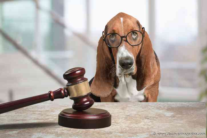 Yes, Animals and Insects Have Stood Trial in Court